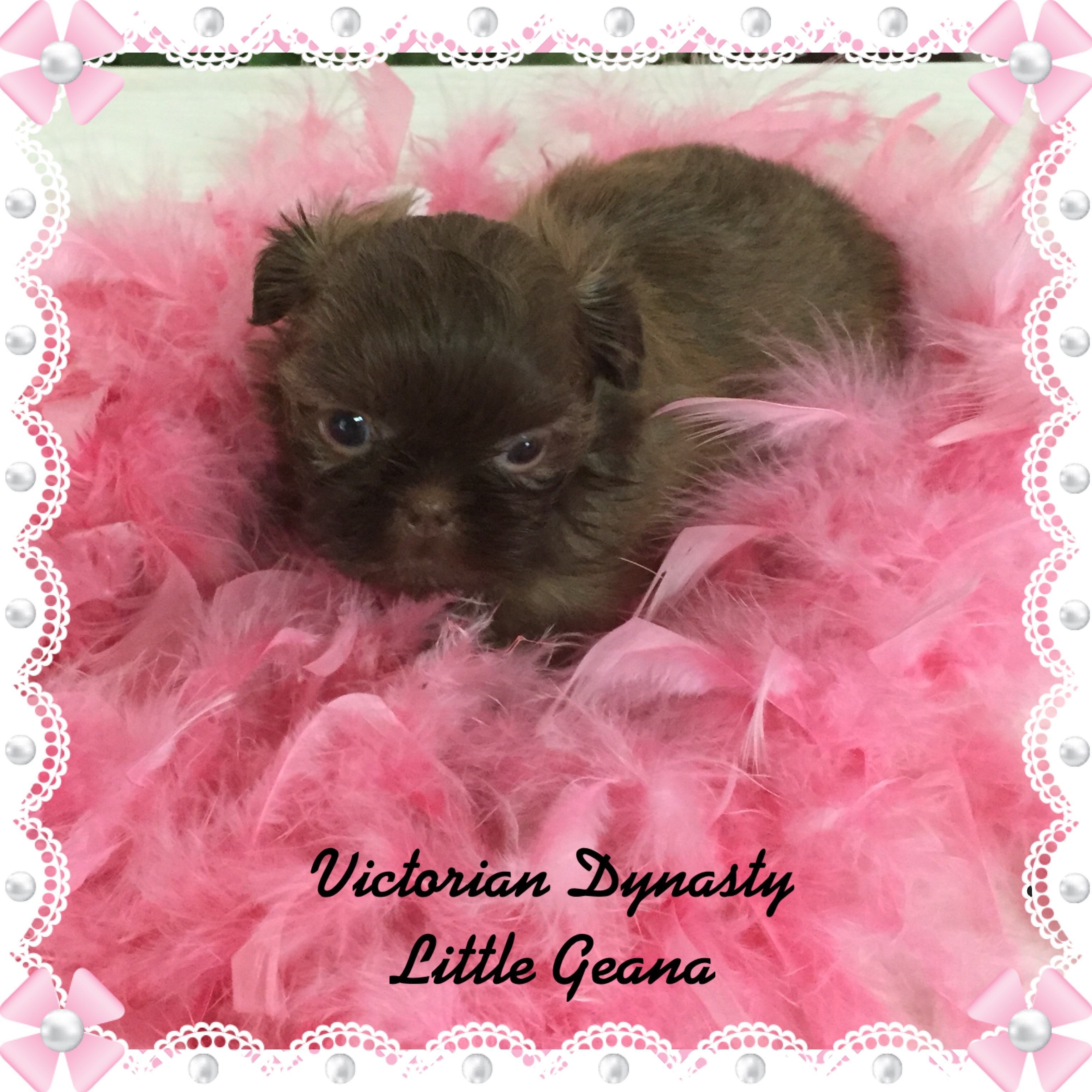 Teacup and Imperial Shih Tzu puppies