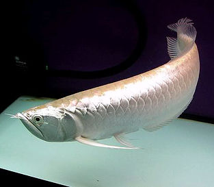Platinium Silver Arowana