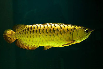 Golden Arowana fish