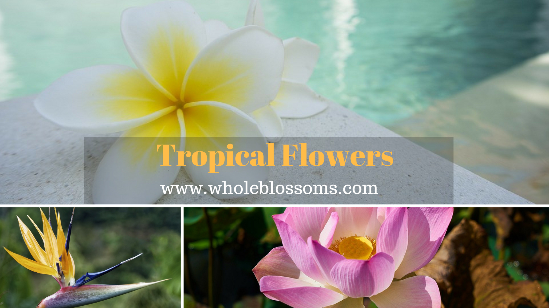 Looking for High Quality and Fresh Tropical Flowers in Bulk?