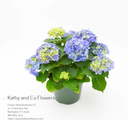 Kathy and Company Flowers | Burlington Florist & Flower Delivery