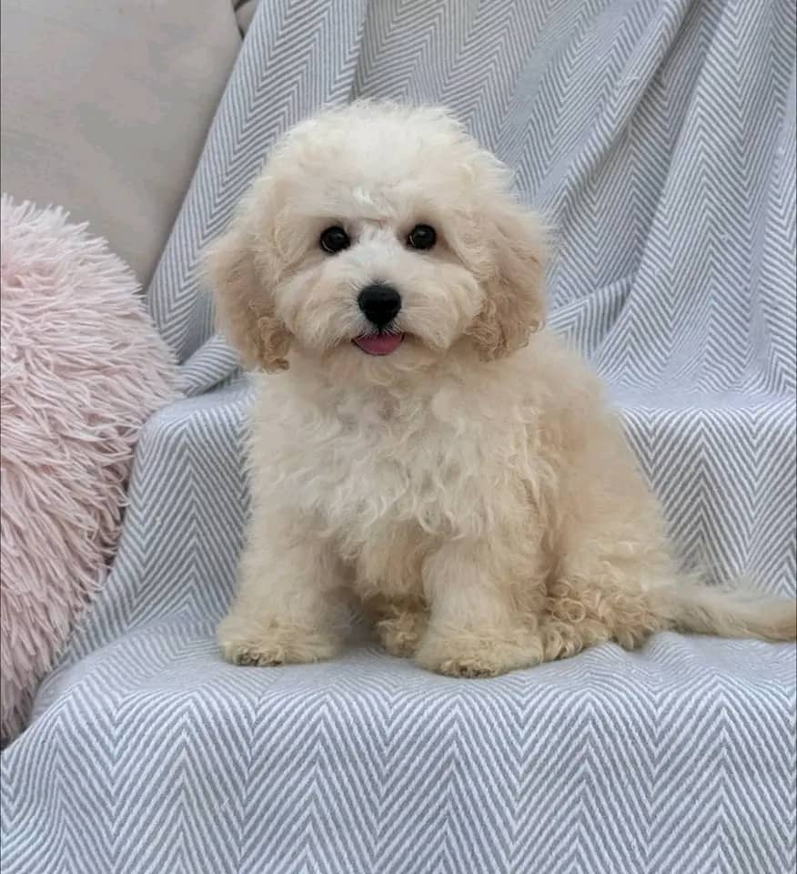 Amazing Maltipoo Puppies for sale