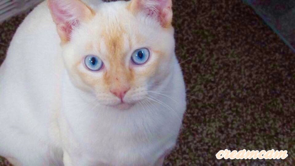 Pennysaver Siamese Flame Point Kittens Ready For Christmas In