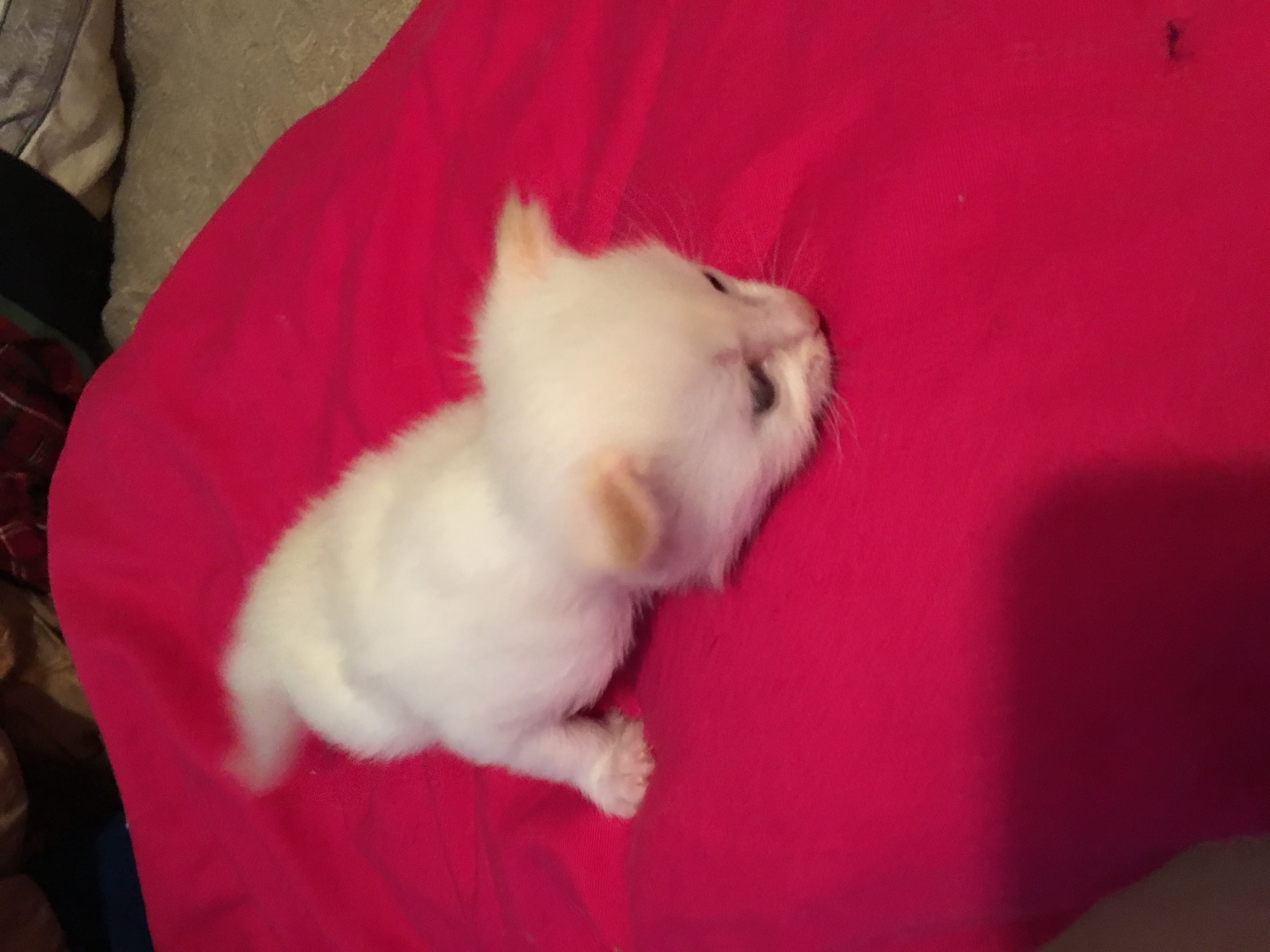 Siamese flame point kittens ready for Christmas