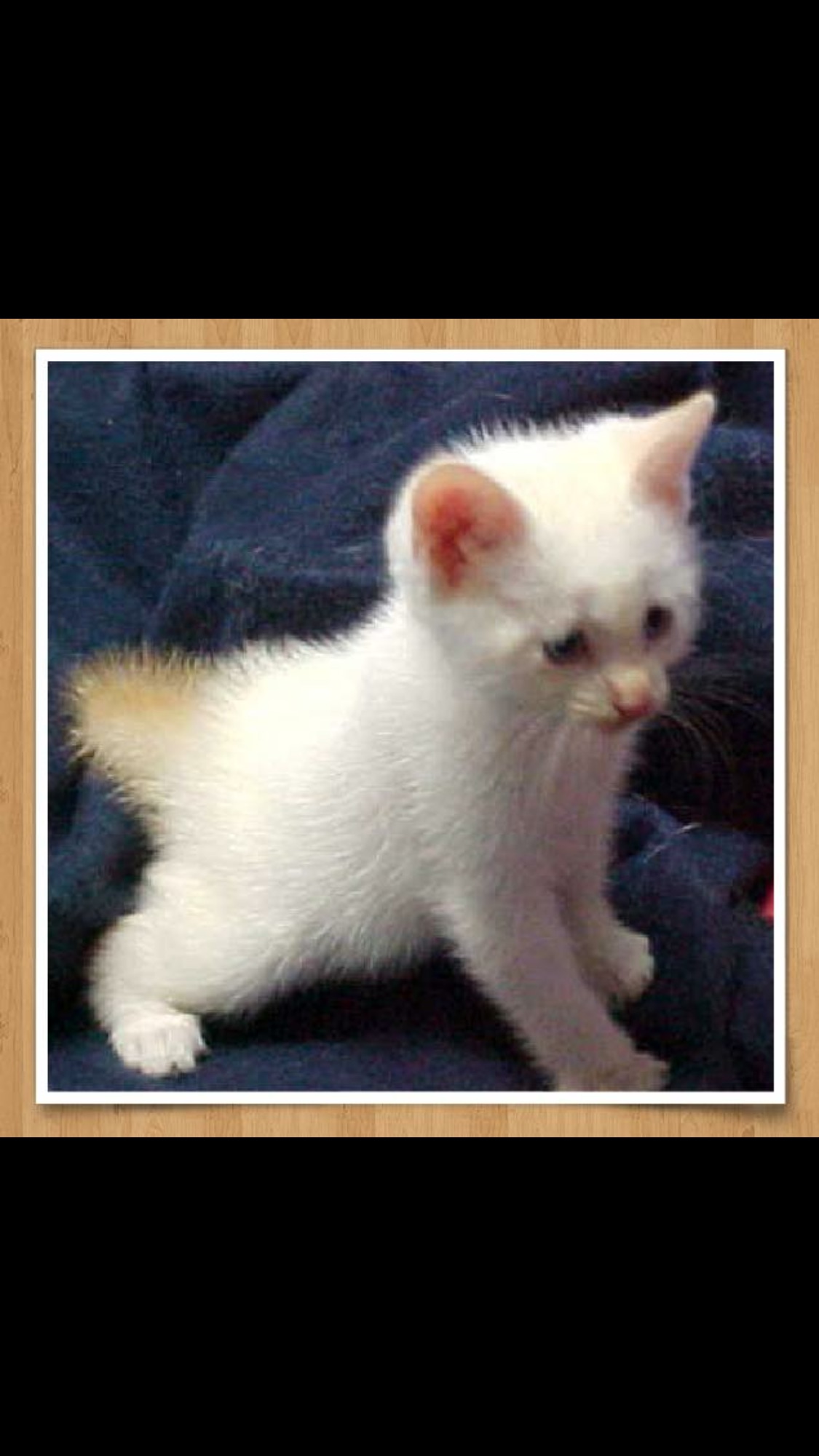 Siamese flame point kittens ready for Christmas