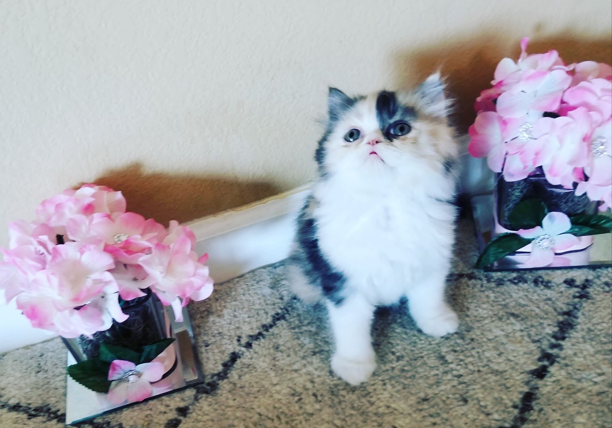 PERSIAN KITTEN