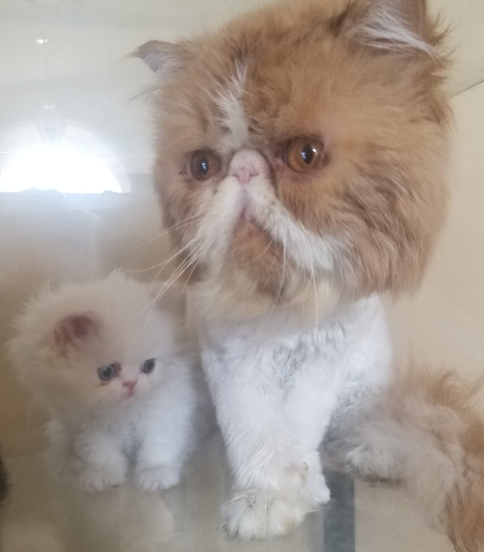 PERSIAN KITTEN