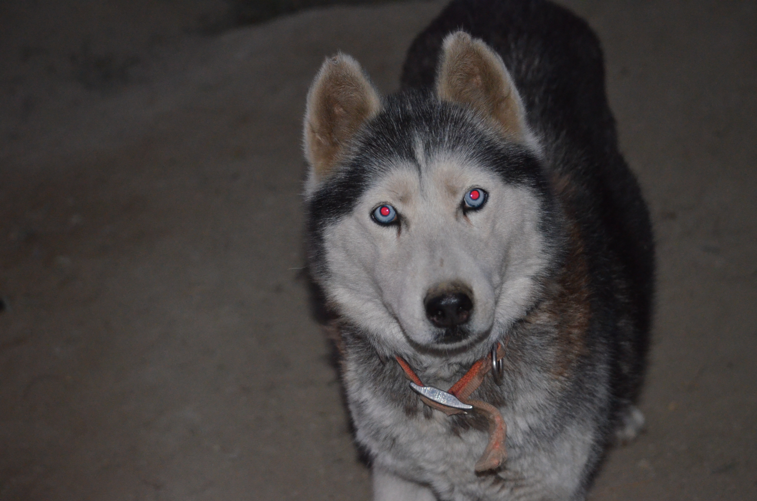 PennySaver | All-white German Shepherd/Husky mix puppies ...