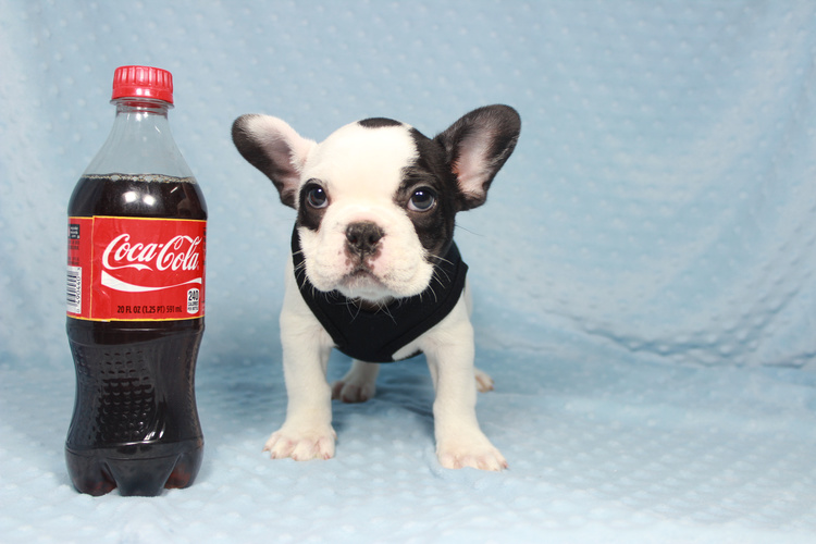 PennySaver | AKC Miniature French Bulldog in Las Vegas ...