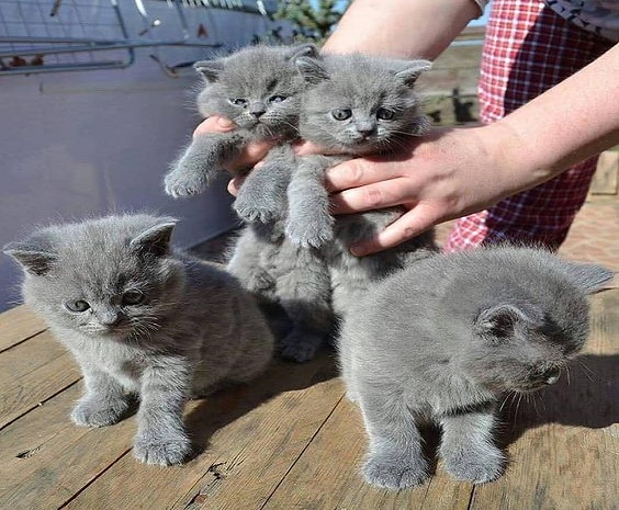 British Shorthair Blue GCCF all kittens