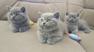 British Shorthair Blue GCCF all kittens