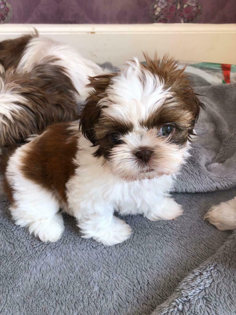 Purebred Shih Tzu Puppies Available