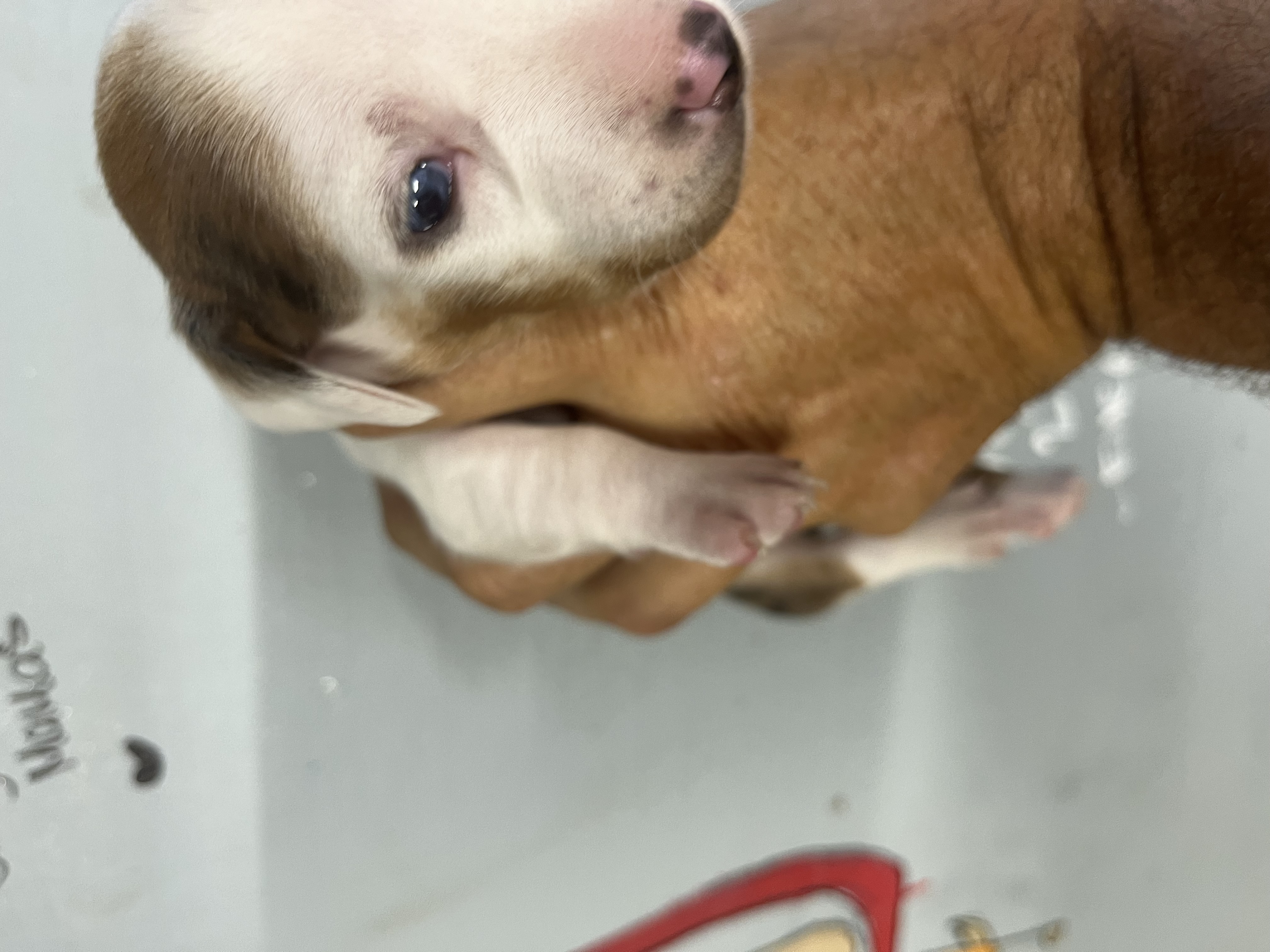 Mini Dachshund Puppies