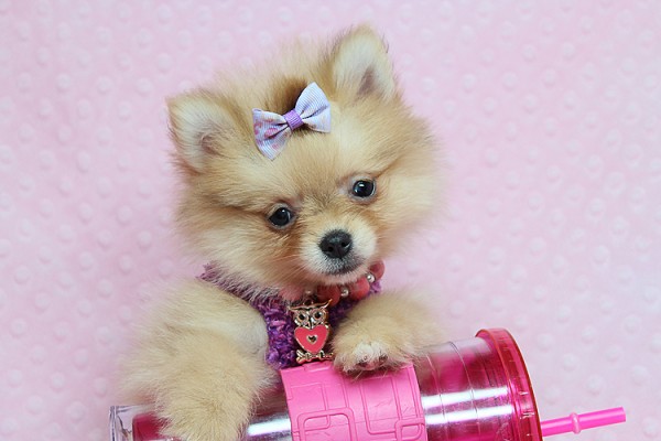 CUTE AND ADORABLE TEACUP POMERANIANS FOR SALE IN LAS VEGAS! FINANCING AND SHIPPING AVAILABLE!!!