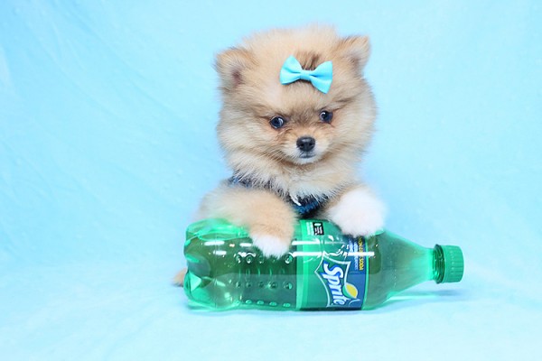CUTE AND ADORABLE TEACUP POMERANIANS FOR SALE IN LAS VEGAS! FINANCING AND SHIPPING AVAILABLE!!!