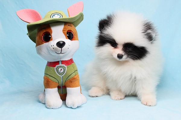 CUTE AND ADORABLE TEACUP POMERANIANS FOR SALE IN LAS VEGAS! FINANCING AND SHIPPING AVAILABLE!!!