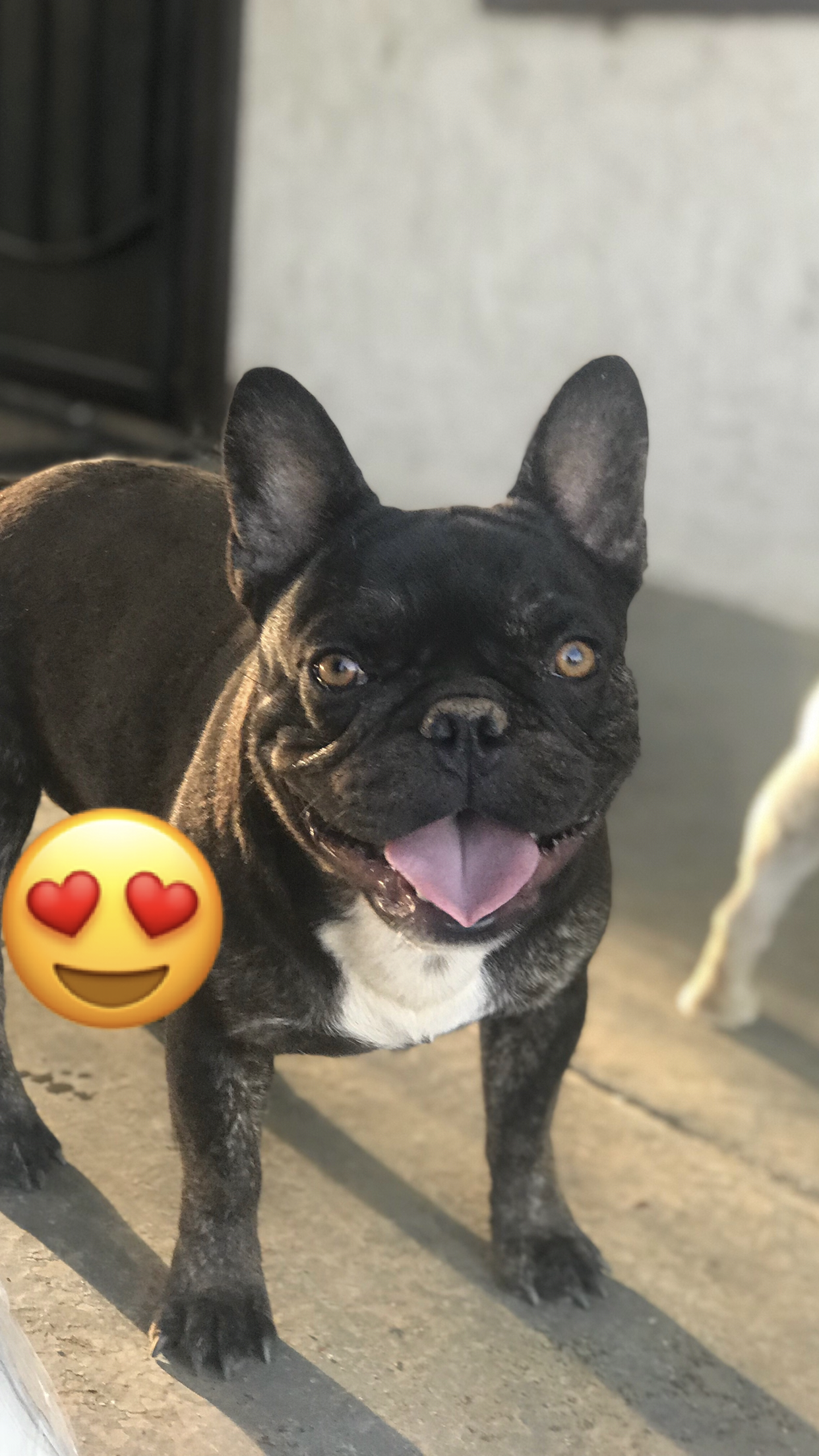 FRENCH BULLDOG STUD