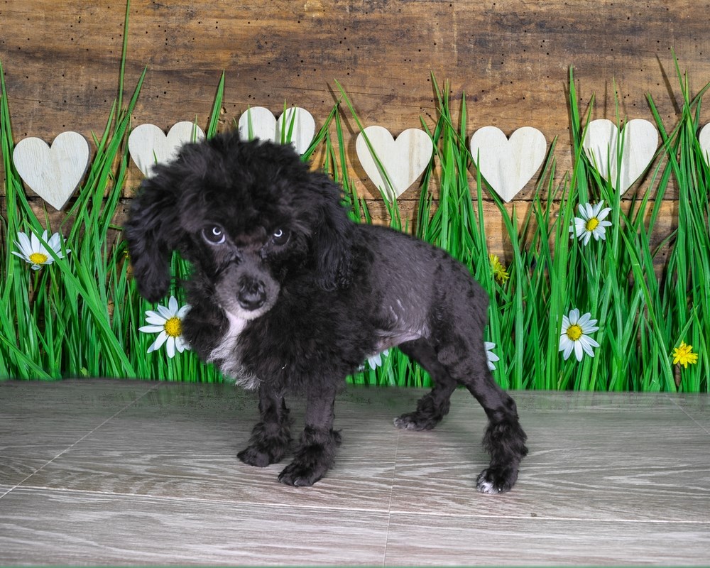 Precious Poodle Ready to go home with you