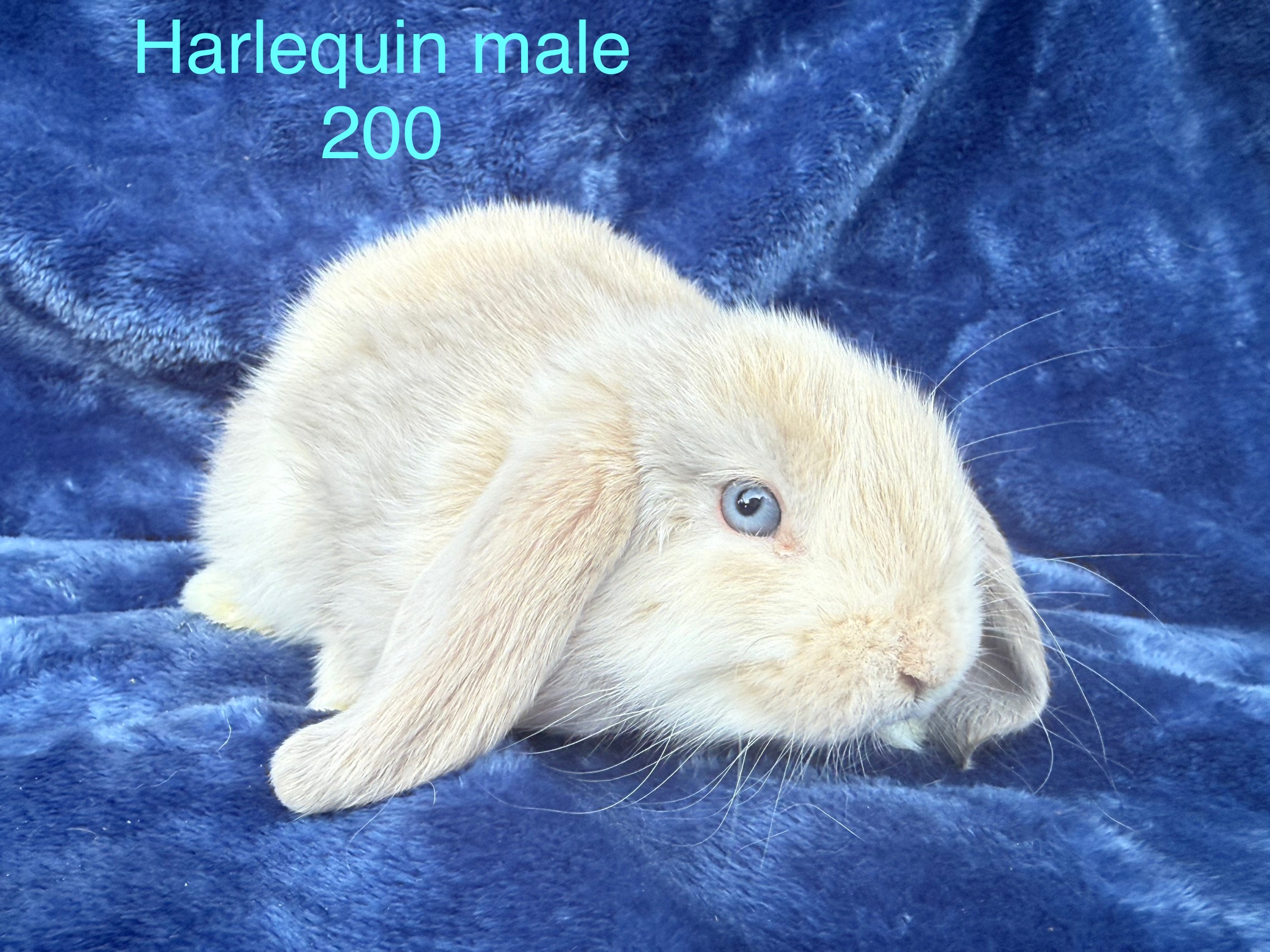 Holland lop bunnies