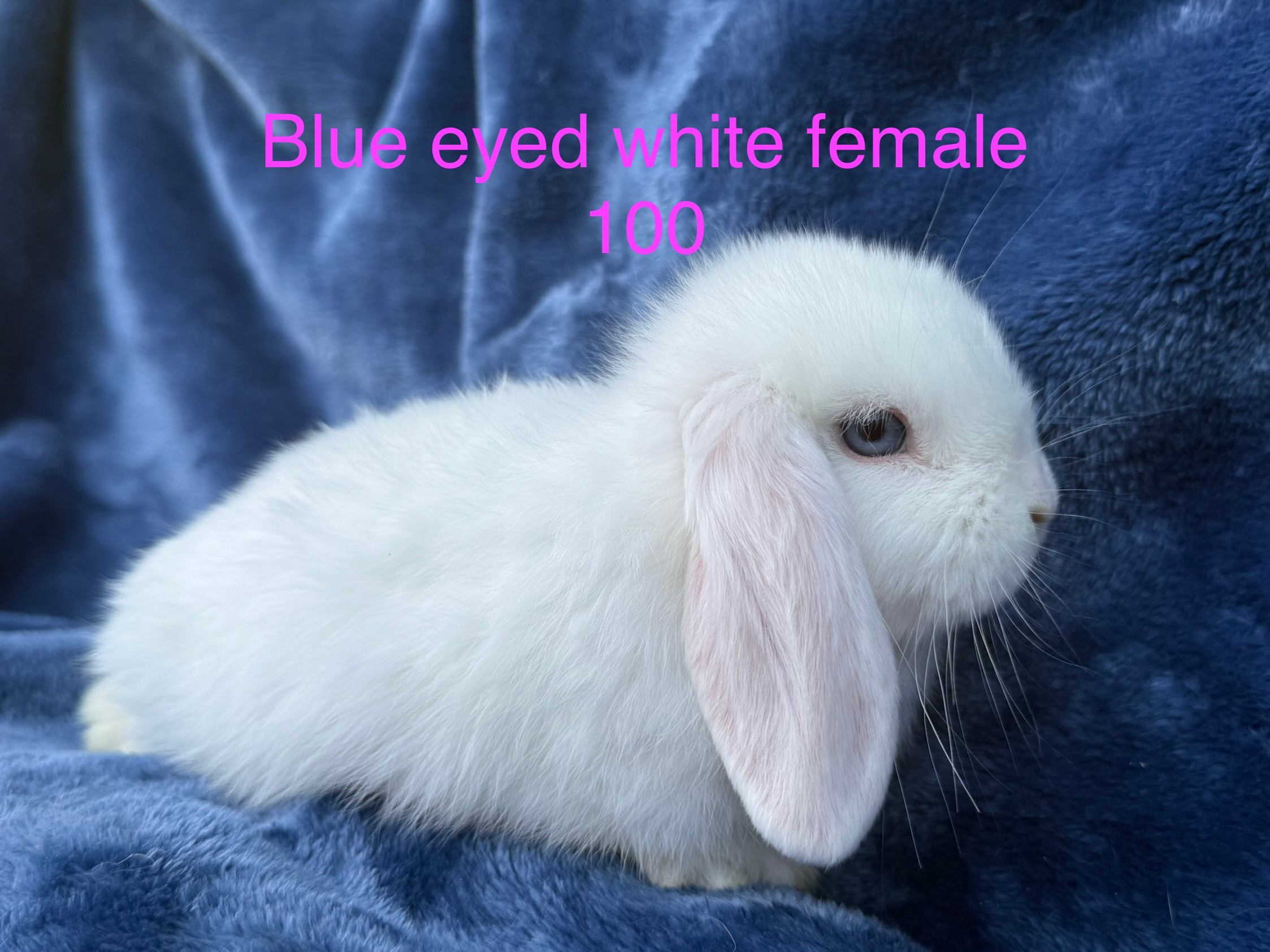 Holland lop bunnies