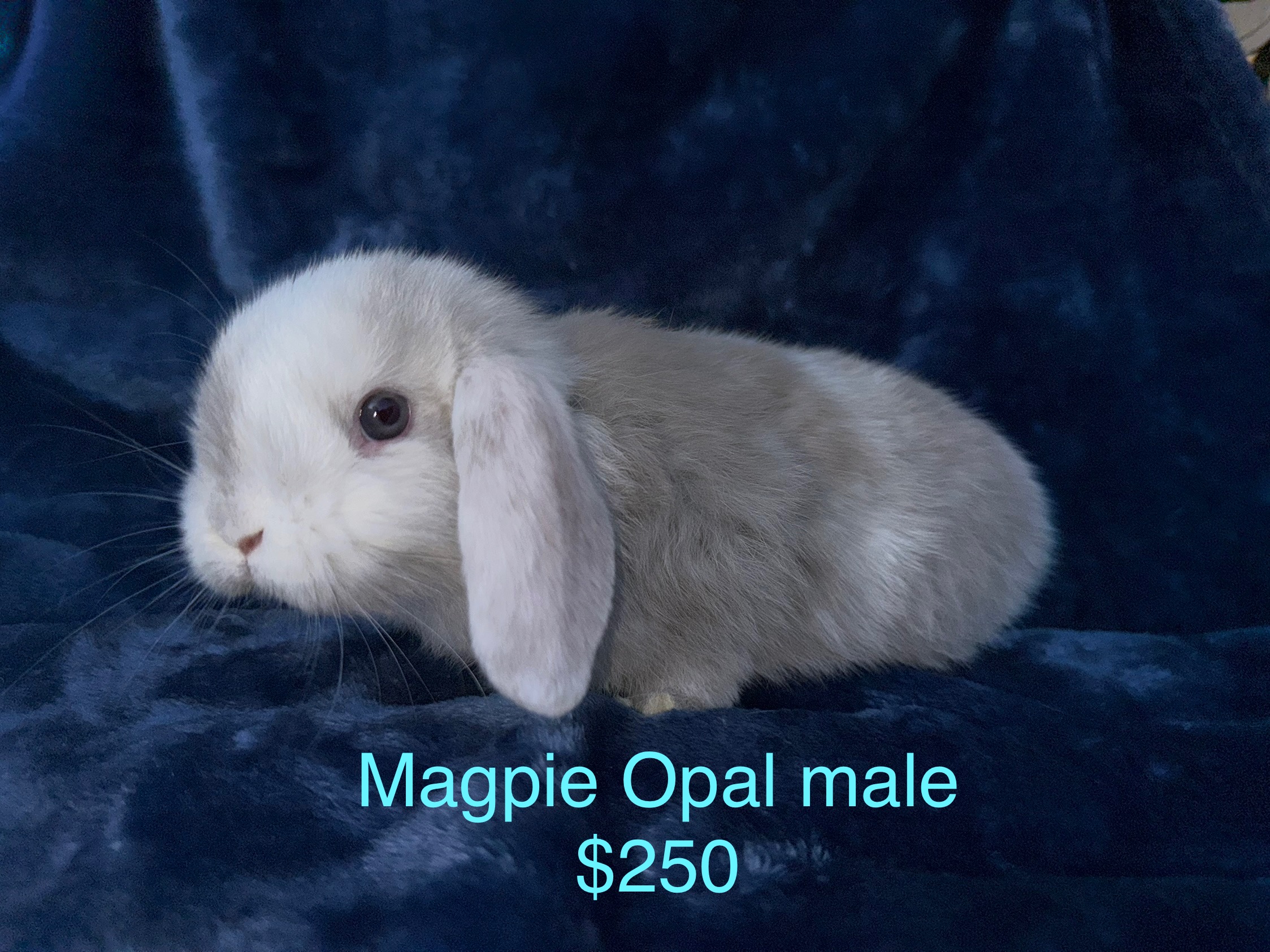 Holland lop bunnies