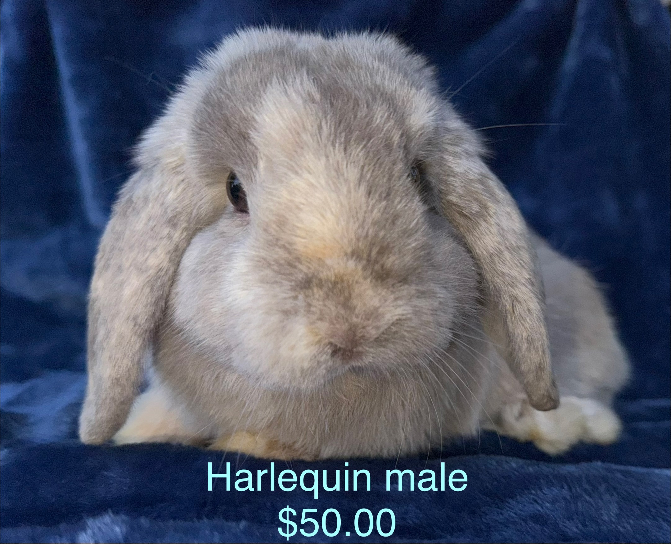 Holland lop bunnies