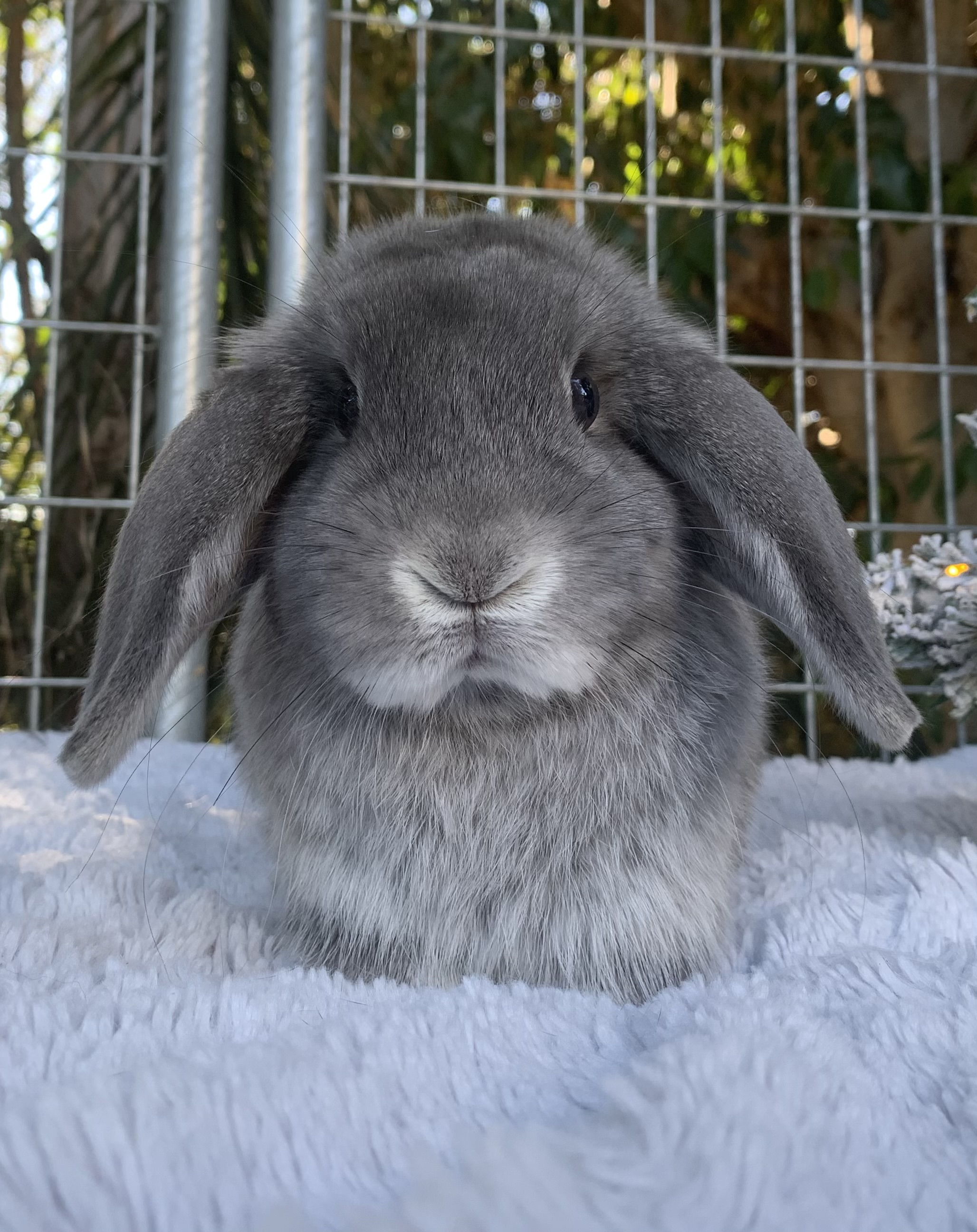 Holland lop bunnies