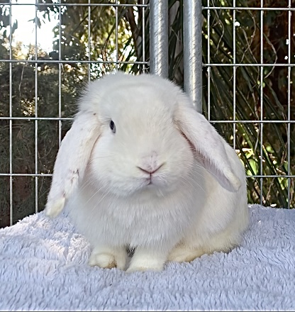 Holland lop bunnies