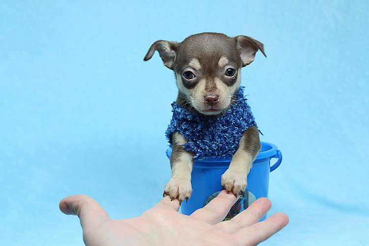Teacup Chihuahua Puppies Available Now!