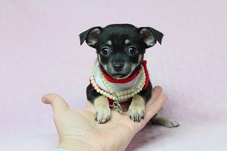 Teacup Chihuahua Puppies Available Now!