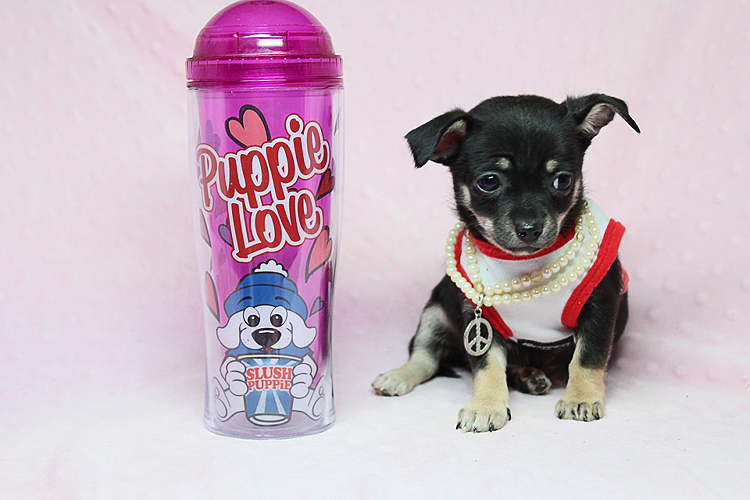 Teacup Chihuahua Puppies Available Now!