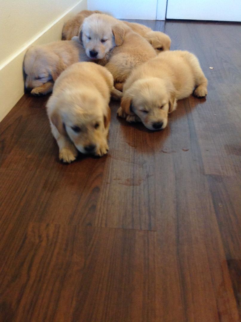 Golden Retriever puppies