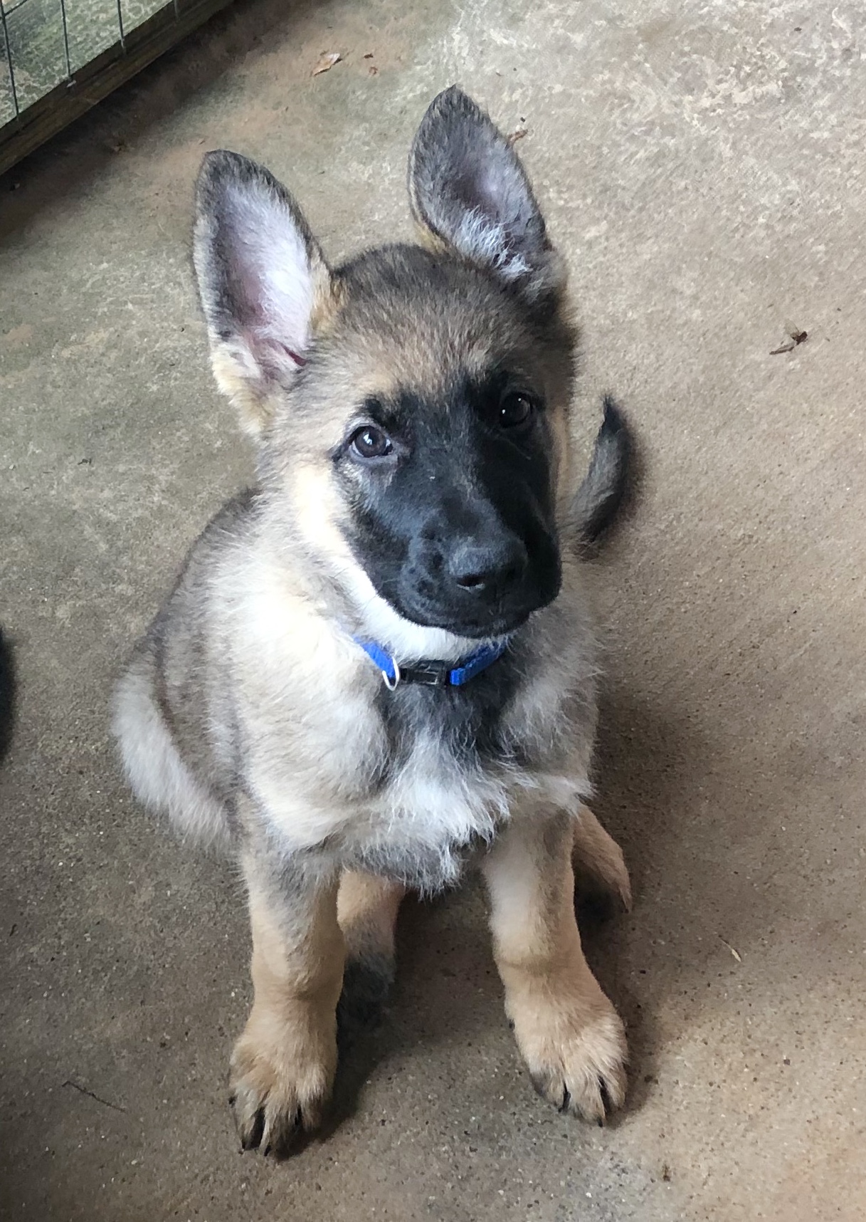 PennySaver | AKC German Shepherd Puppies in Smith, Texas, USA