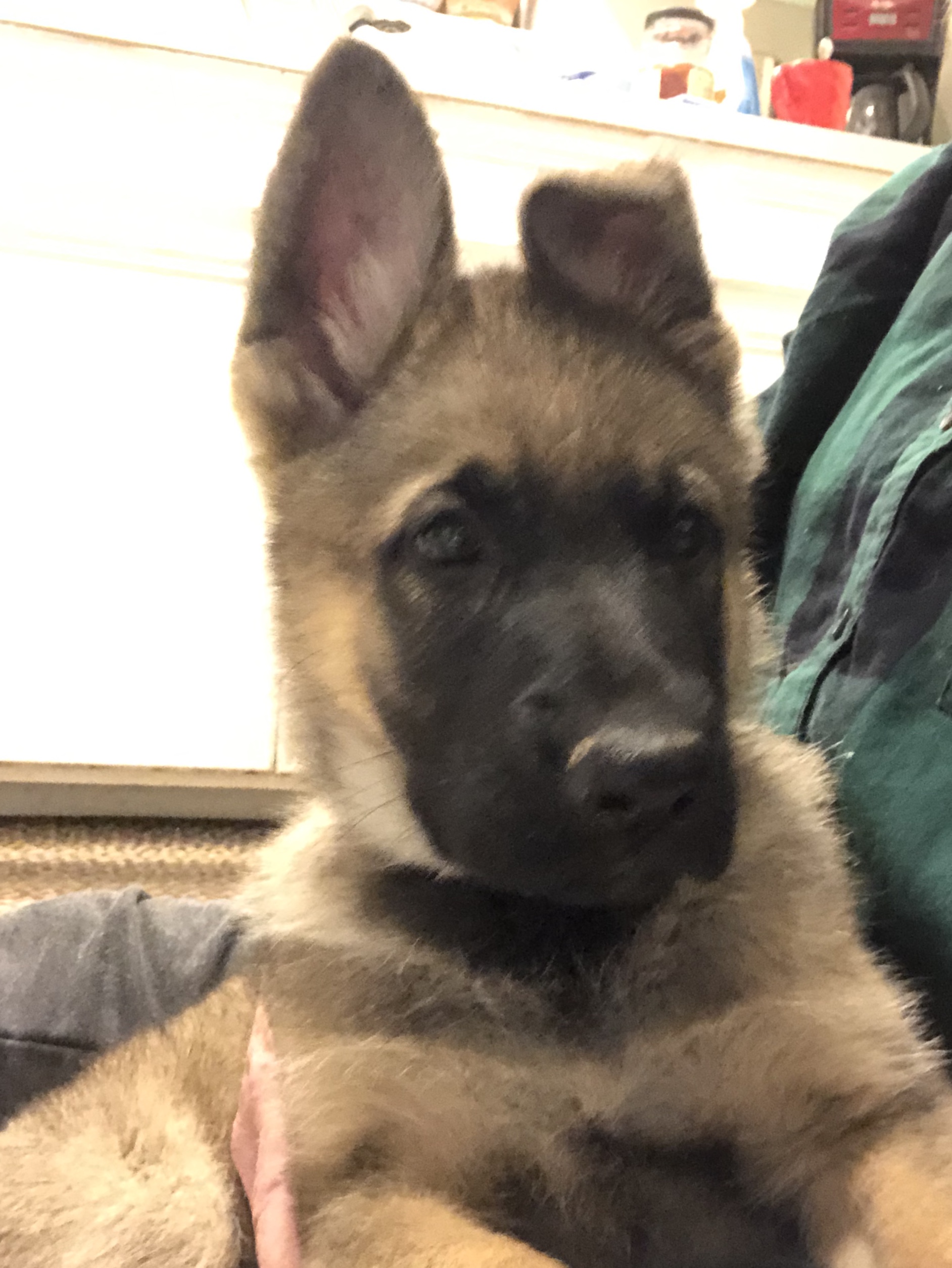 PennySaver | AKC German Shepherd Puppies in Smith, Texas, USA