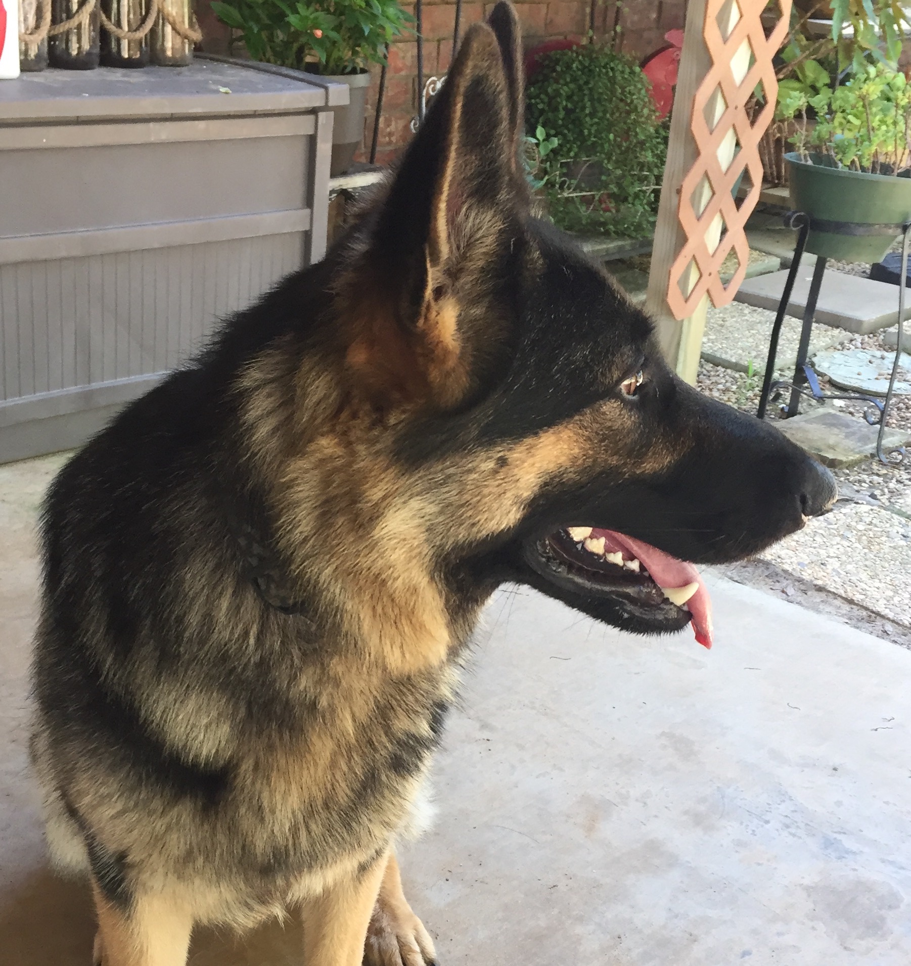PennySaver | AKC German Shepherd Puppies in Smith, Texas, USA