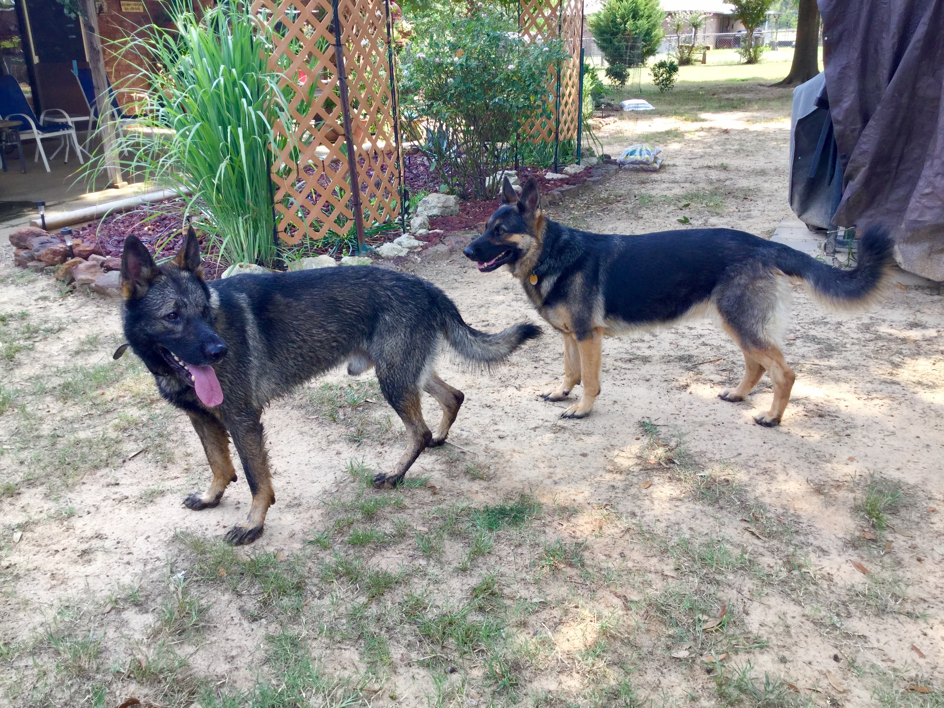 PennySaver | AKC German Shepherd Puppies in Smith, Texas, USA