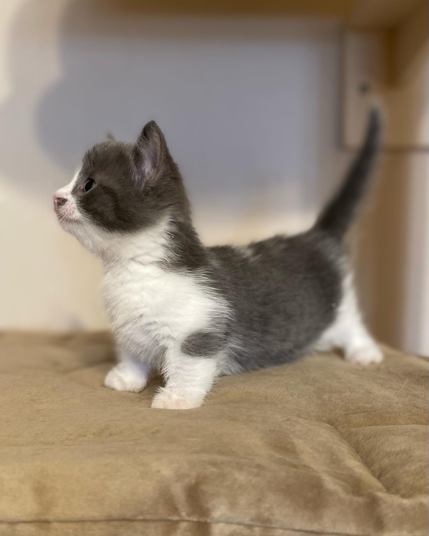 Fluffy Munchkin Cat  For Sale