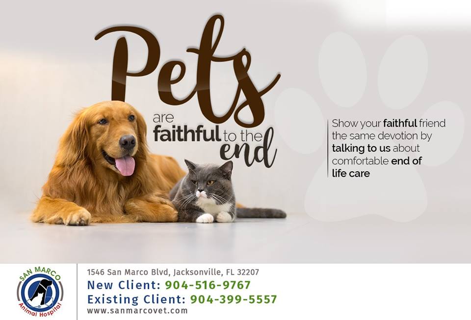 Emergency Animal Hospital Jacksonville FL- Advanced Treatments By Dr. Venkat Gutta