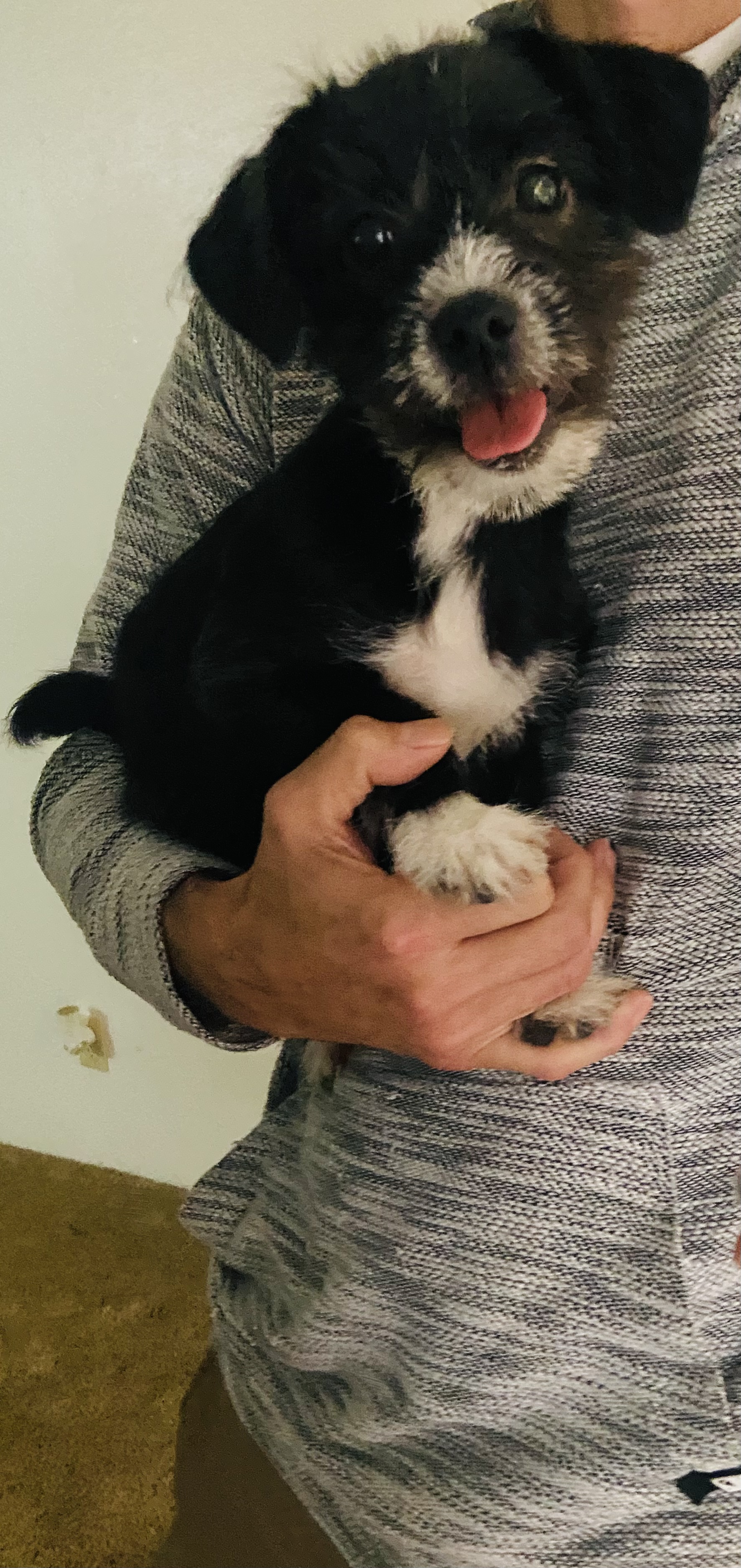 Puppy!