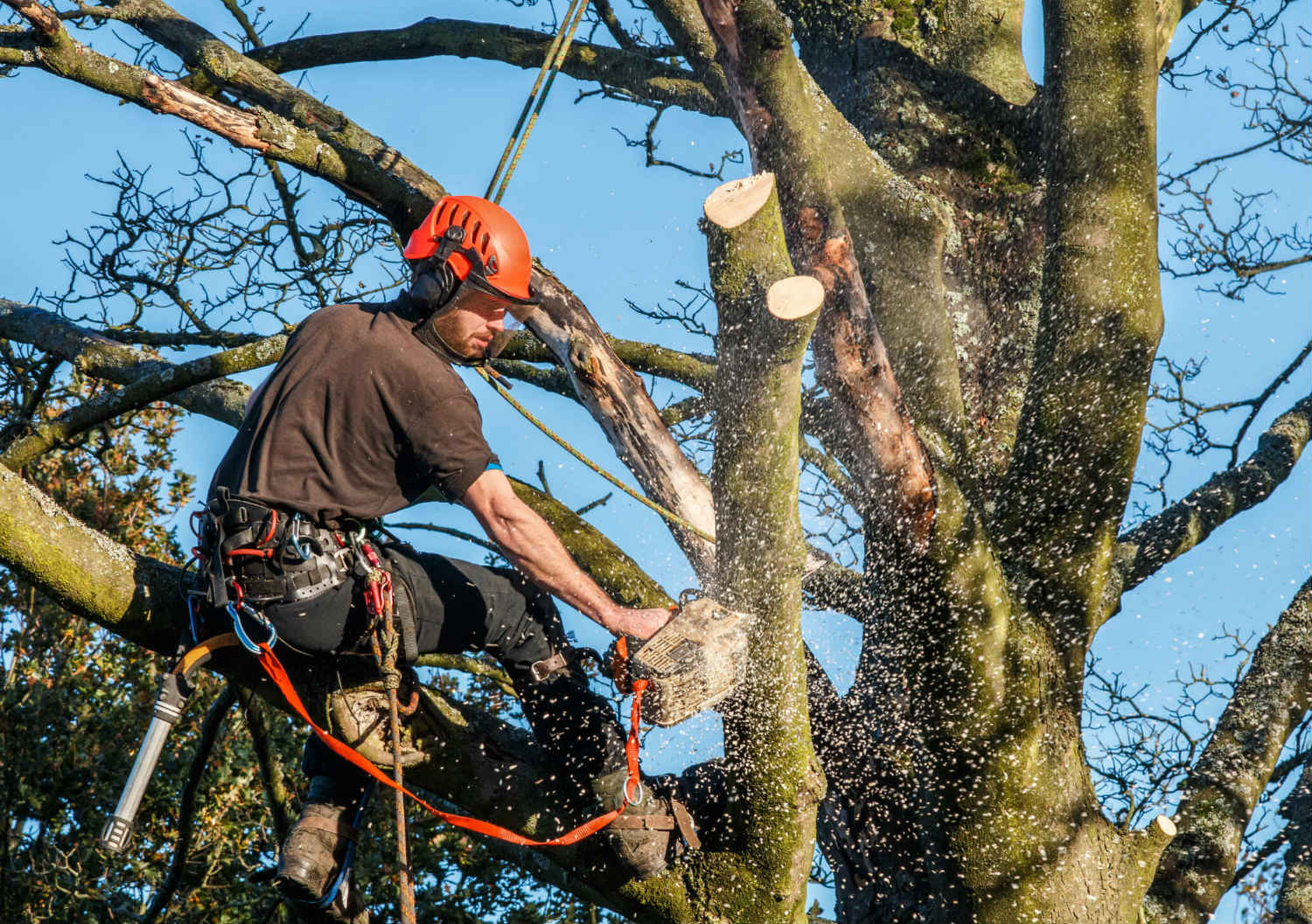 A Cut Above Tree Service LLC