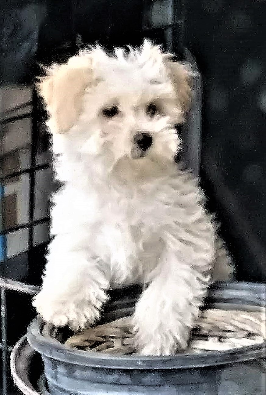 Pennysaver Maltipoo Puppy Adorable In Los Angeles California Usa