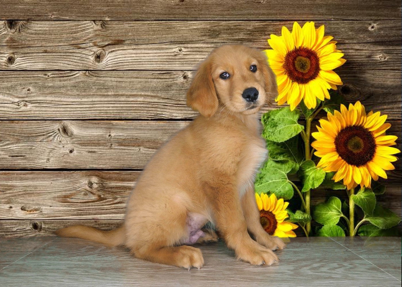 Pennysaver Registered 9 Week Old Golden Retriever Male In Washington Utah Usa