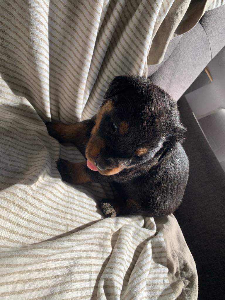 Rottweilers for Sale - $650