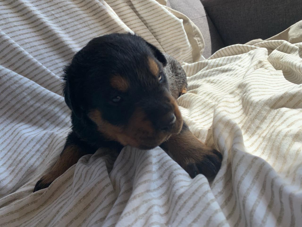 Rottweilers for Sale - $650