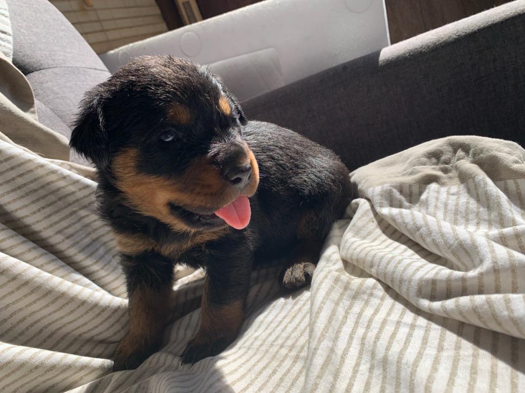 Rottweilers for Sale - $650