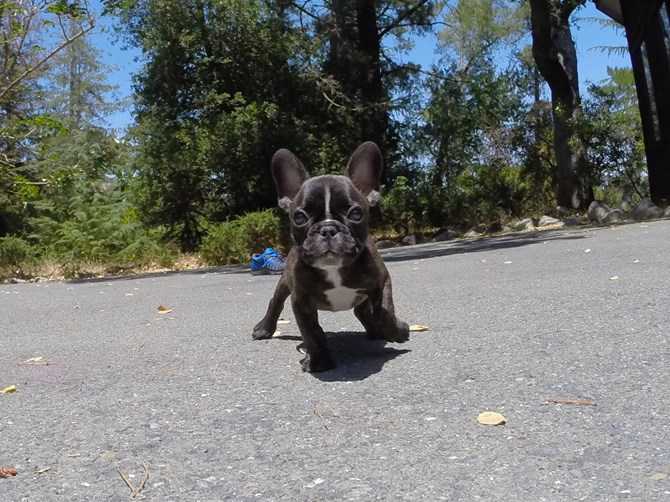 Registered French bulldogs for sale