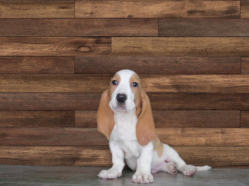 Dexter is just the sweetest (male Basset Hound)