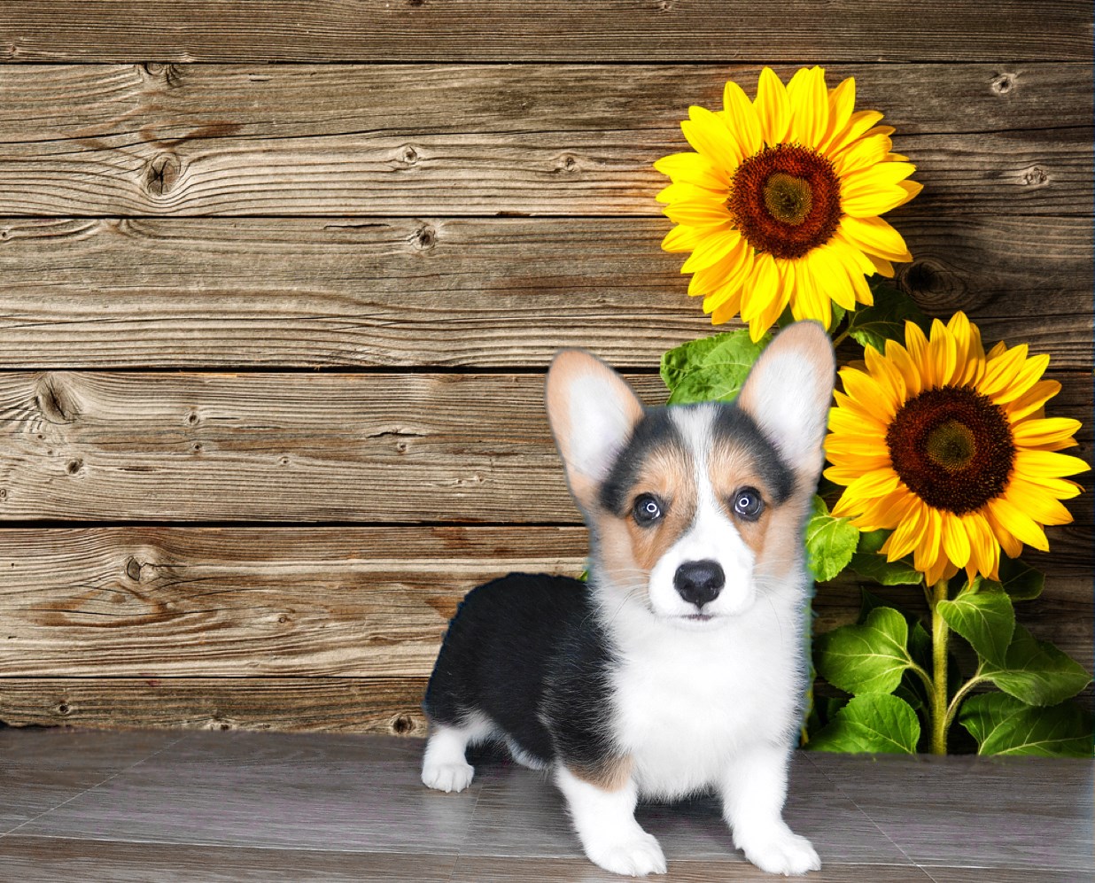 Look how cute this Corgi (Akc Male)