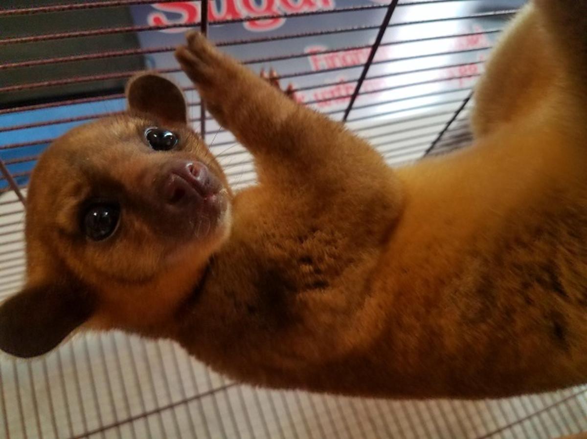 Kinkajou Female