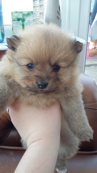 Male and female  Pomeranian Puppies.